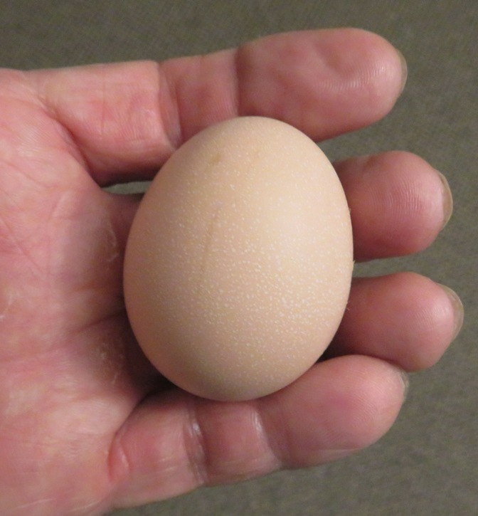 First egg