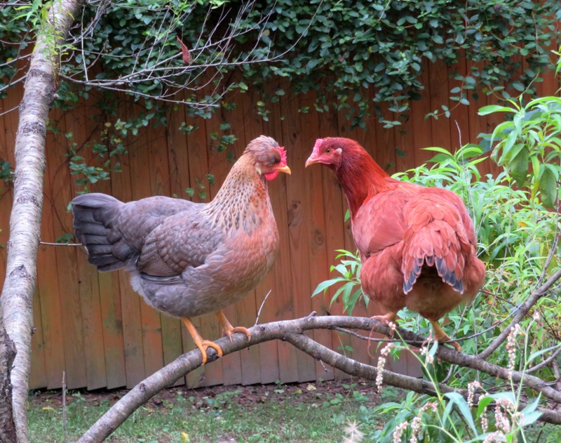 Camellia and Nellie perched in our nectarine tree