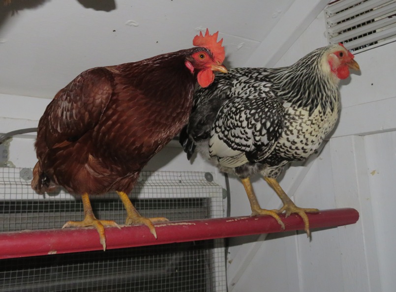 Ruby and Sybil on perch in coop