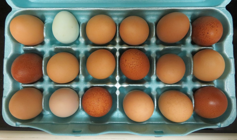 18 colorful eggs in a carton