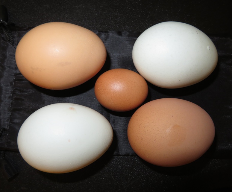 Very small egg surrounded by four normal-sized eggs