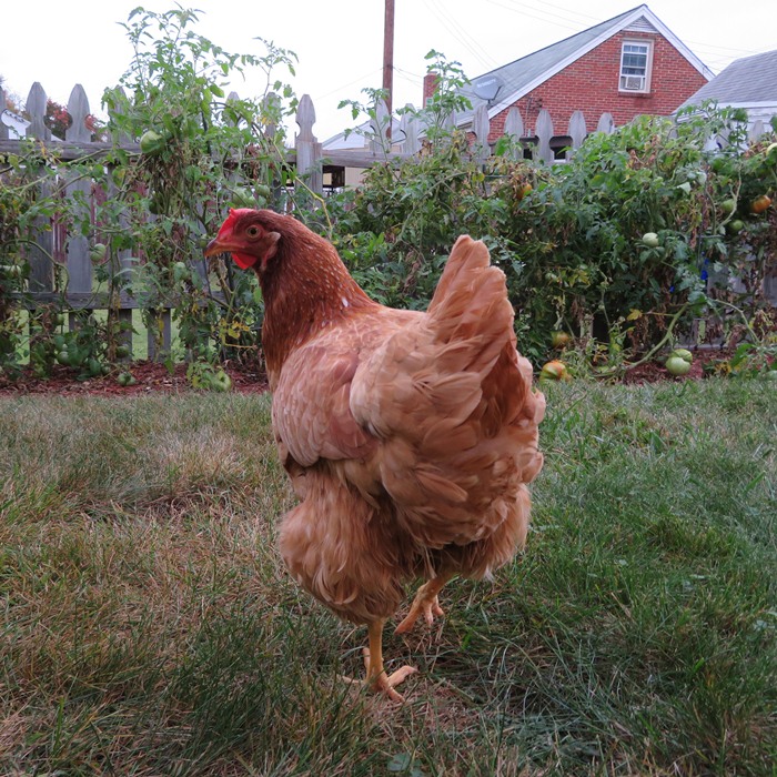 Gwendolyn in my sister-in-law's garden