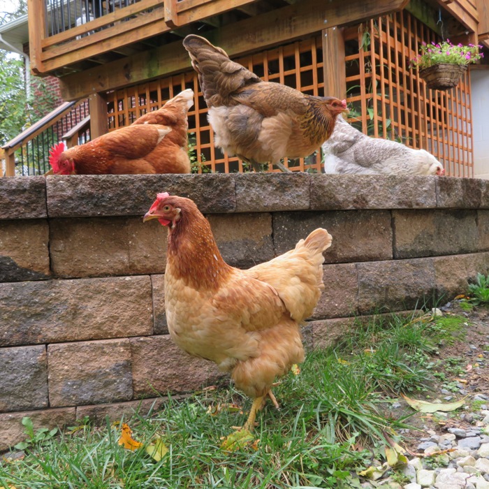 Gwendolyn by the retaining wall with the other girls