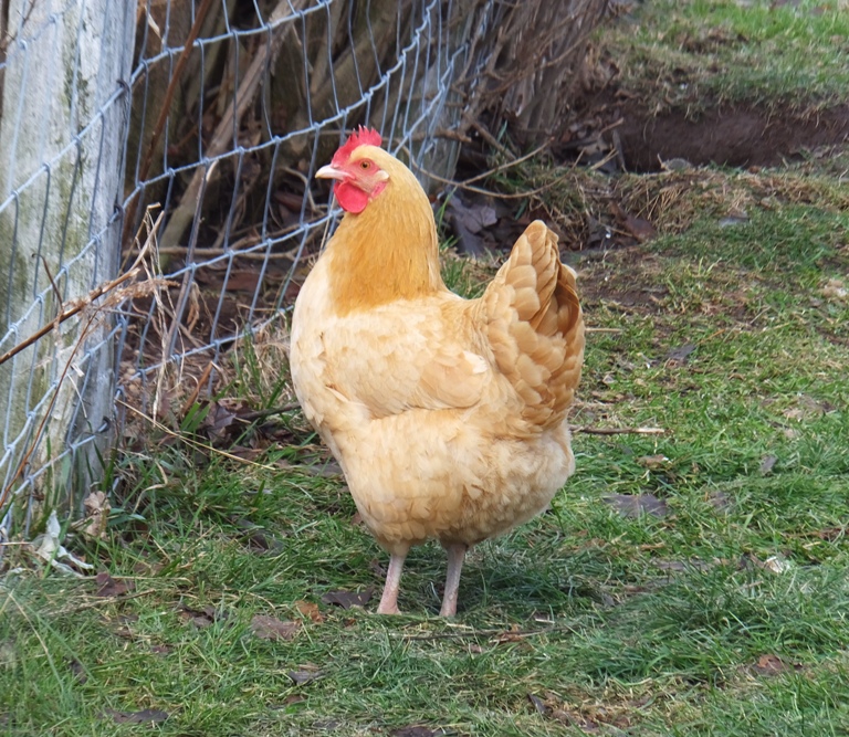 Blondie by the fence