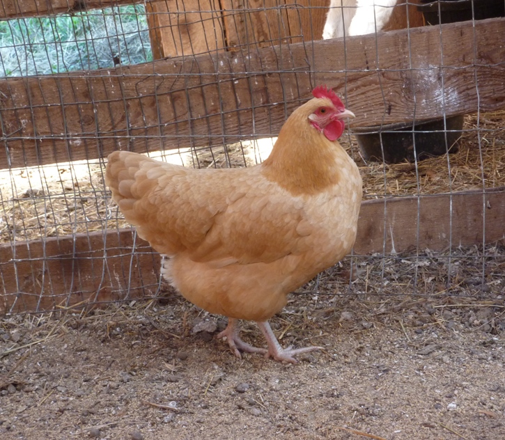 Blondies at farm