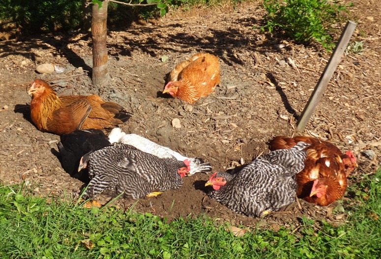 Chickens taking a dust bath