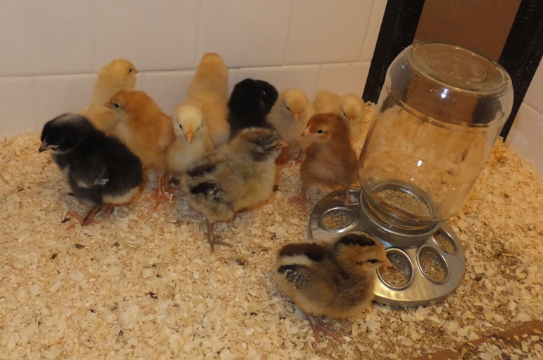 Chicks in brooder with feeder