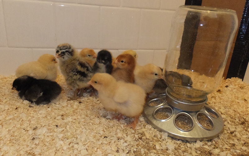 Chicks in brooder with feeder