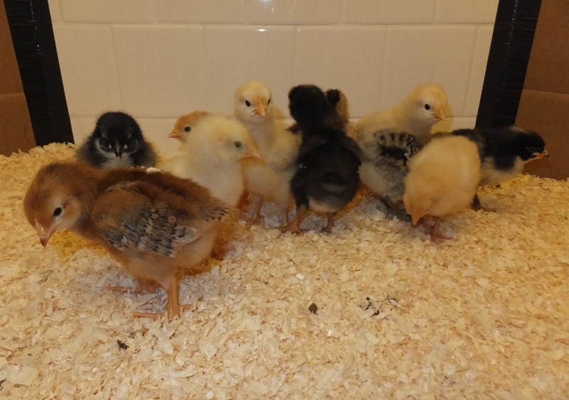 Chicks in brooder with real feathers growing