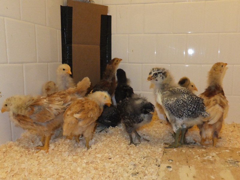 Three-week-old chicks