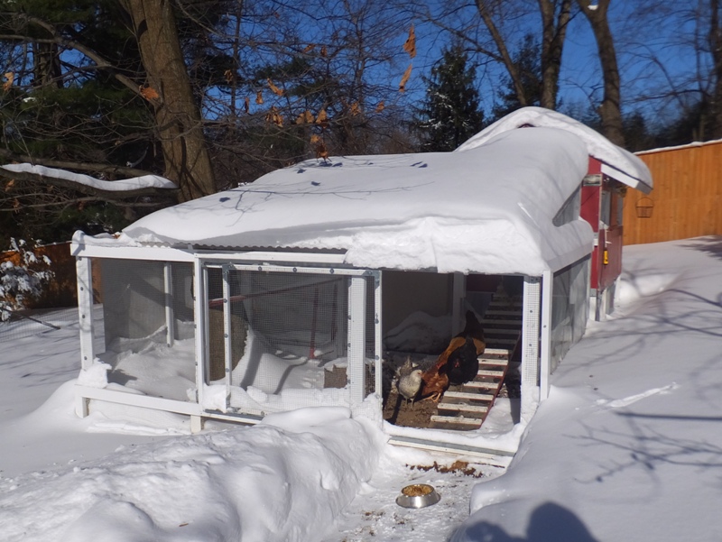 Snow-covered coop and run