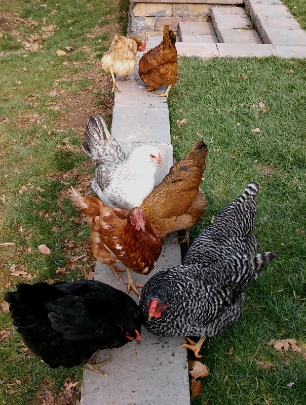 Chickens on the retaining wall, eating mealworms