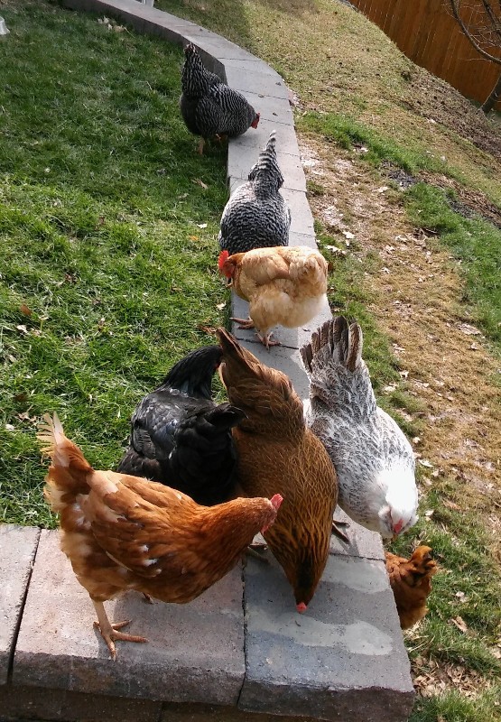 Chickens on the retaining wall, eating mealworms, different view