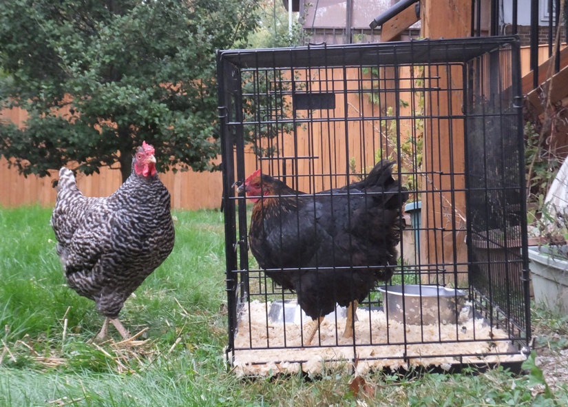 Dorothy standing near the cage containing Bertha