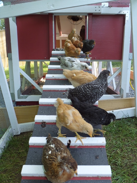 Chickens coming out of the coop