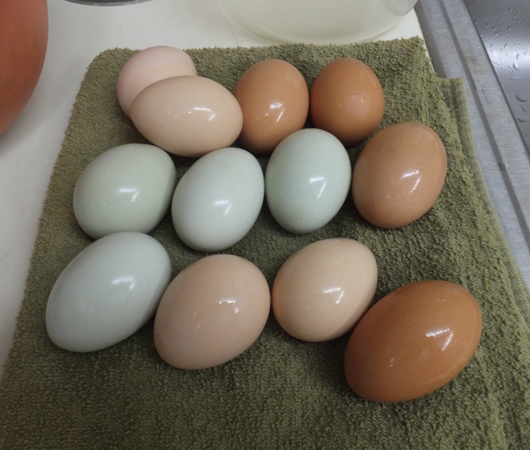 An assortment of eggs