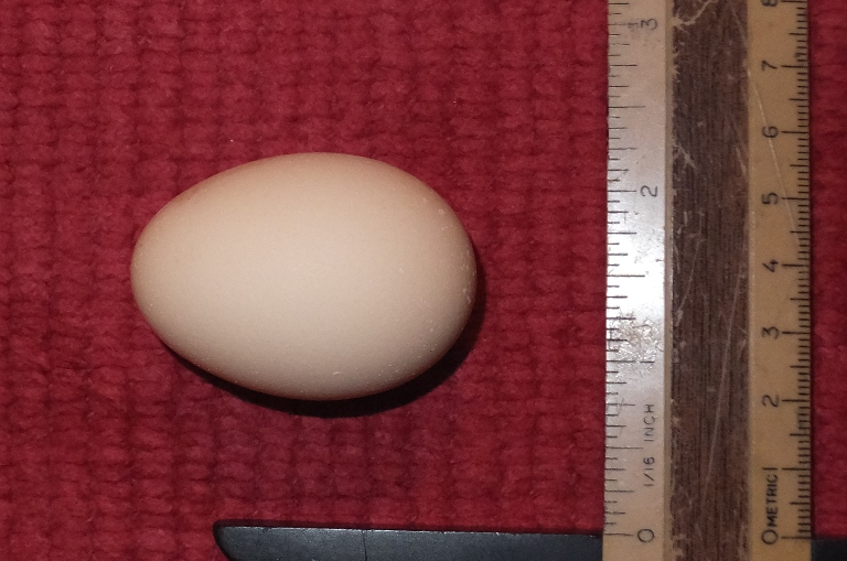 Their first egg on August 27, 2014