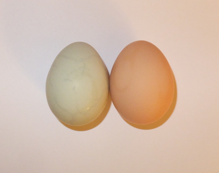 Green egg and brown egg