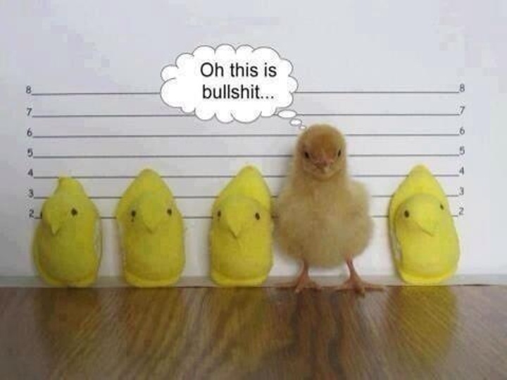 One chick and four peeps in a police lineup...chick says this is bullshit