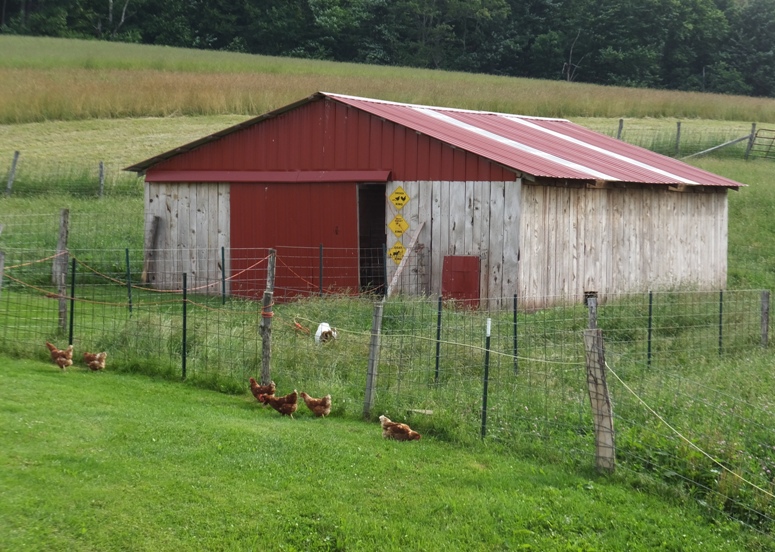 Goats and chickens living together in harmony