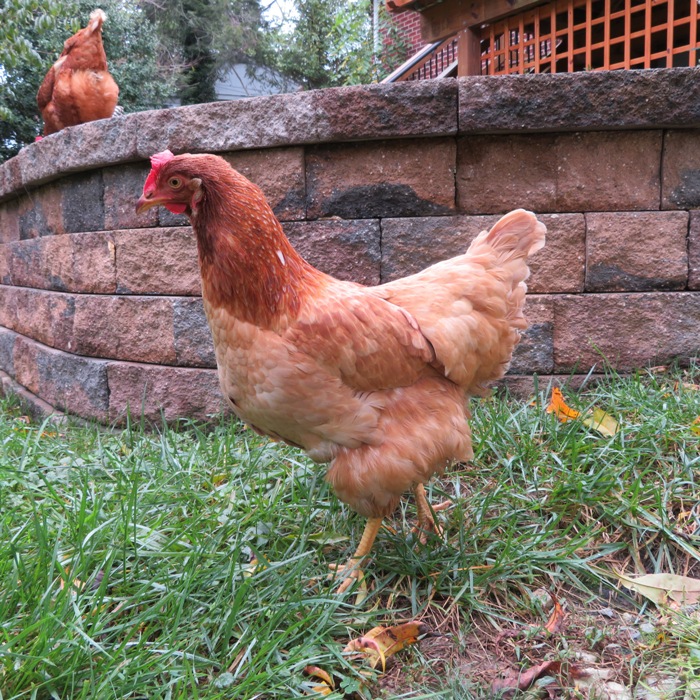 Gwendolyn by the retaining wall