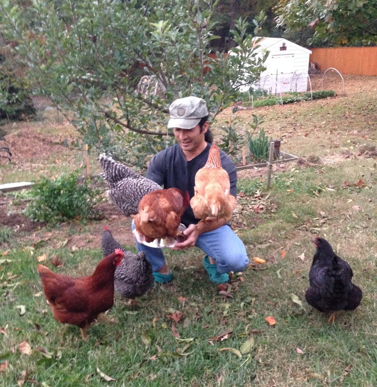 Hungry chickens eating mash