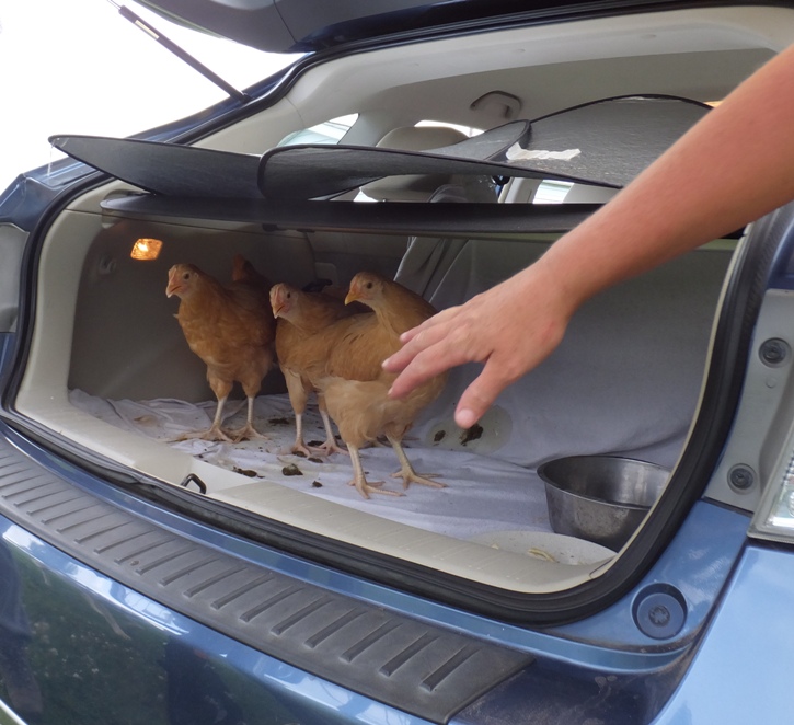 Removing three Blondies from my car