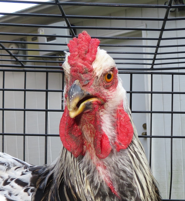 Lionel, close-up