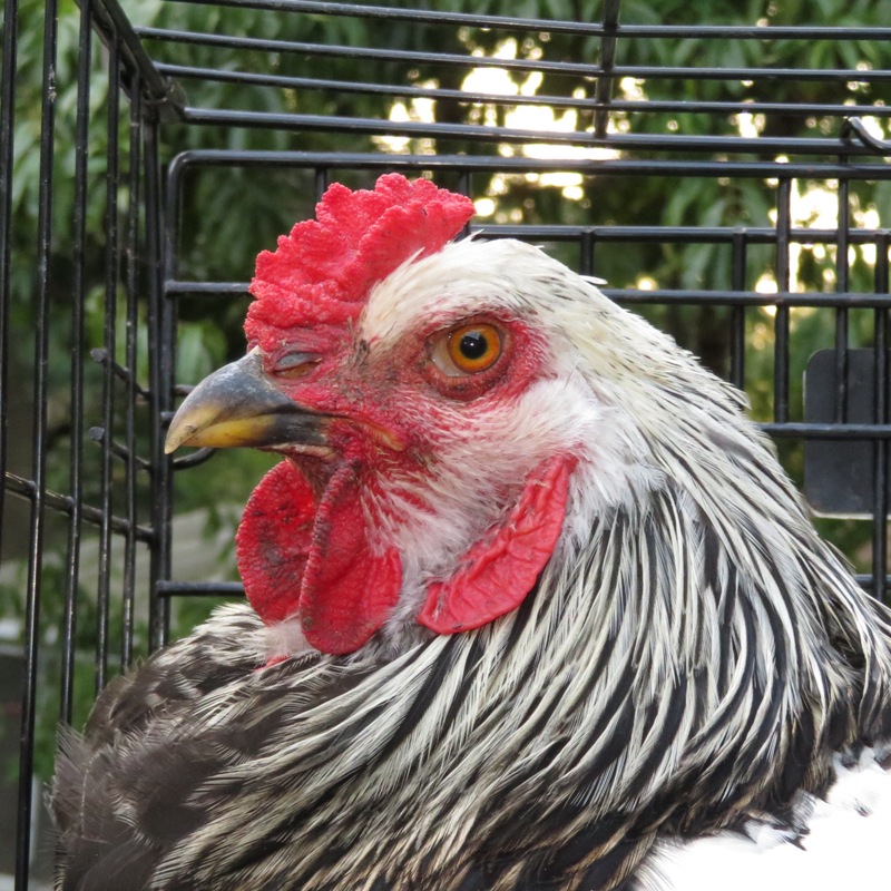 Lionel, close-up