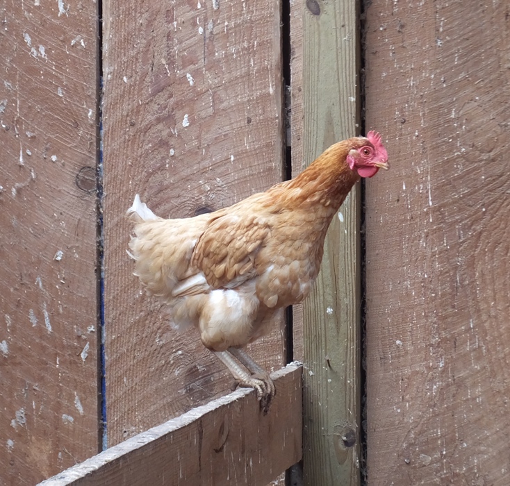 Molting Rhode Island Red