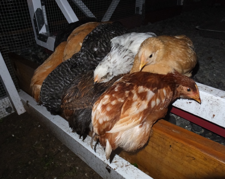 Chicks huddled together under ramp