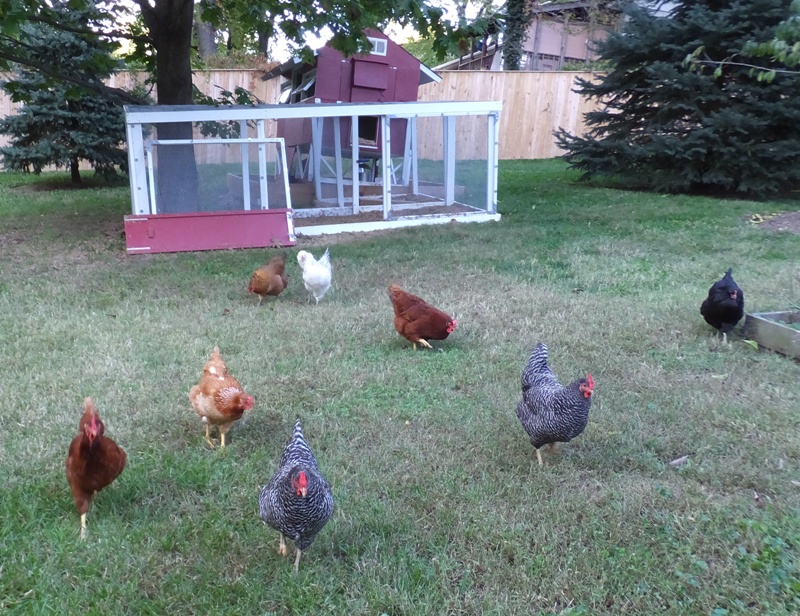 All eight chickens in my yard