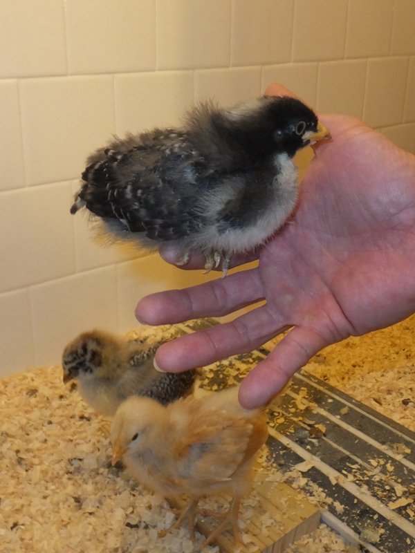 Chick perched on my finger