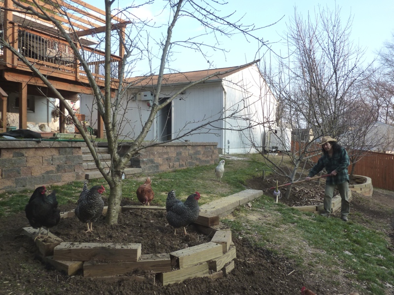 Me working on the planters with chickens near