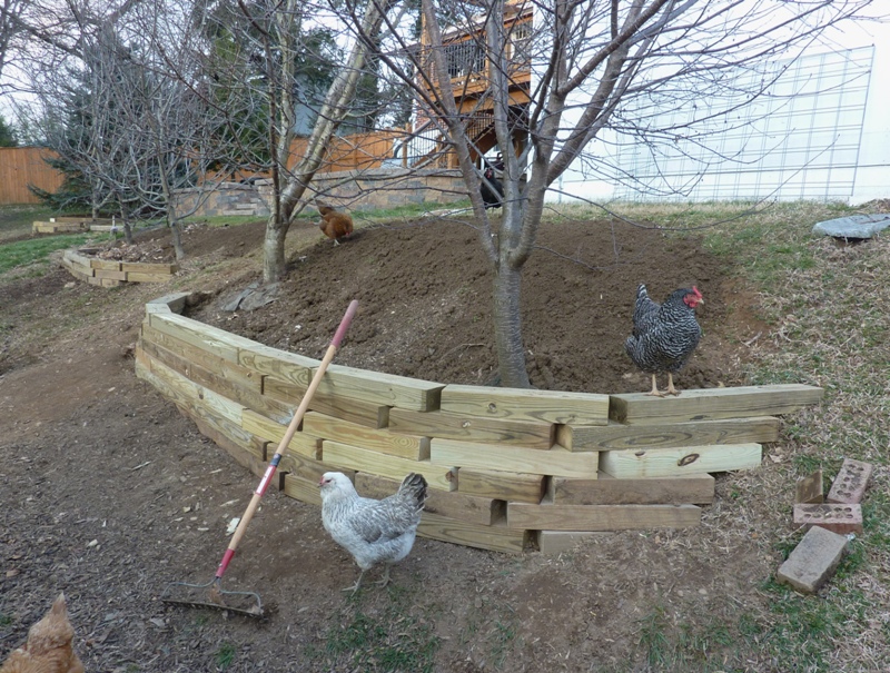 Chickens on the planters