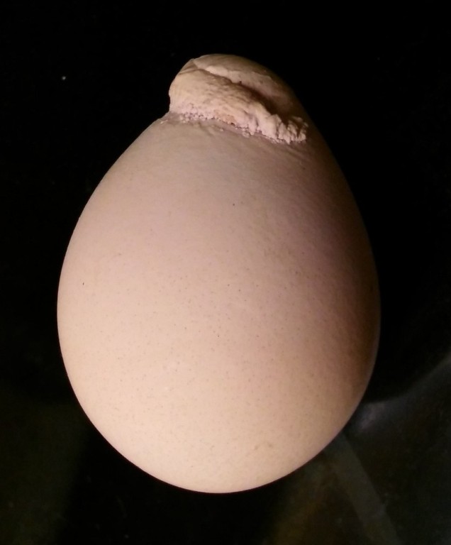 Egg with deformed shell