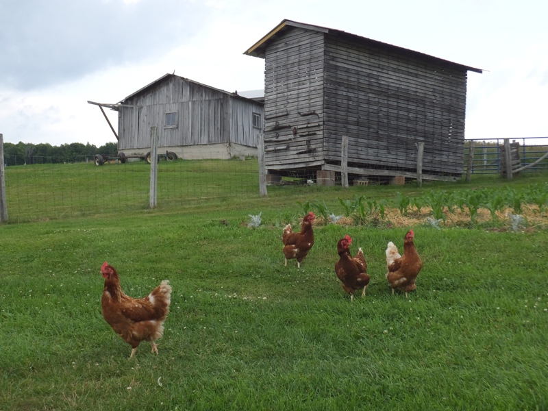 Rhode Island Reds on farm with corn crib behind