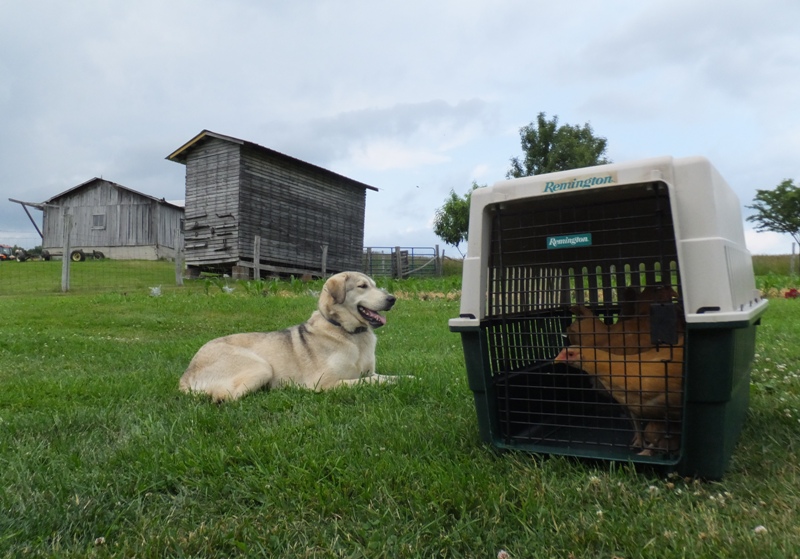 Tucker (dog) watching the chickens