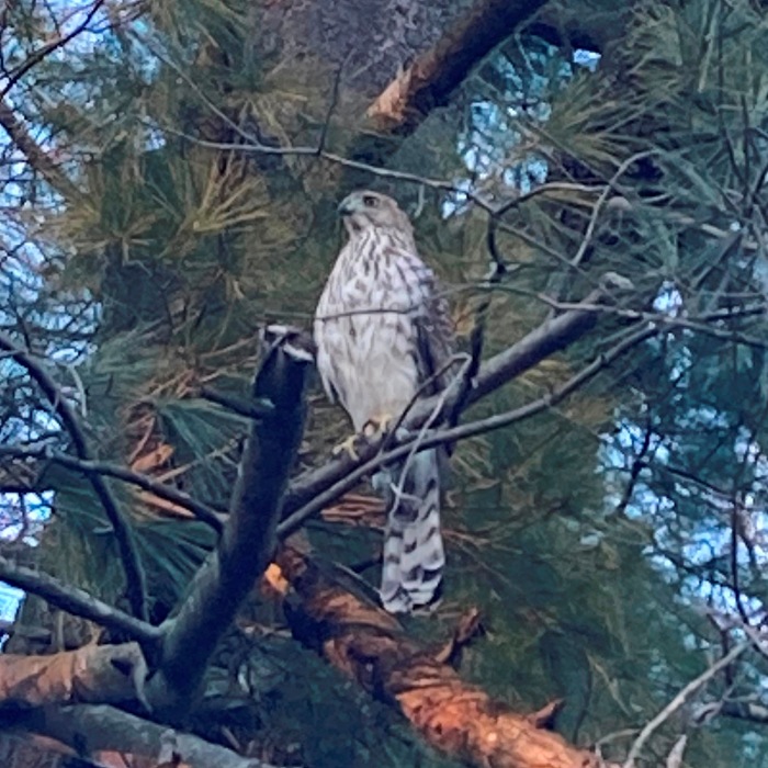 Cooper's hawk