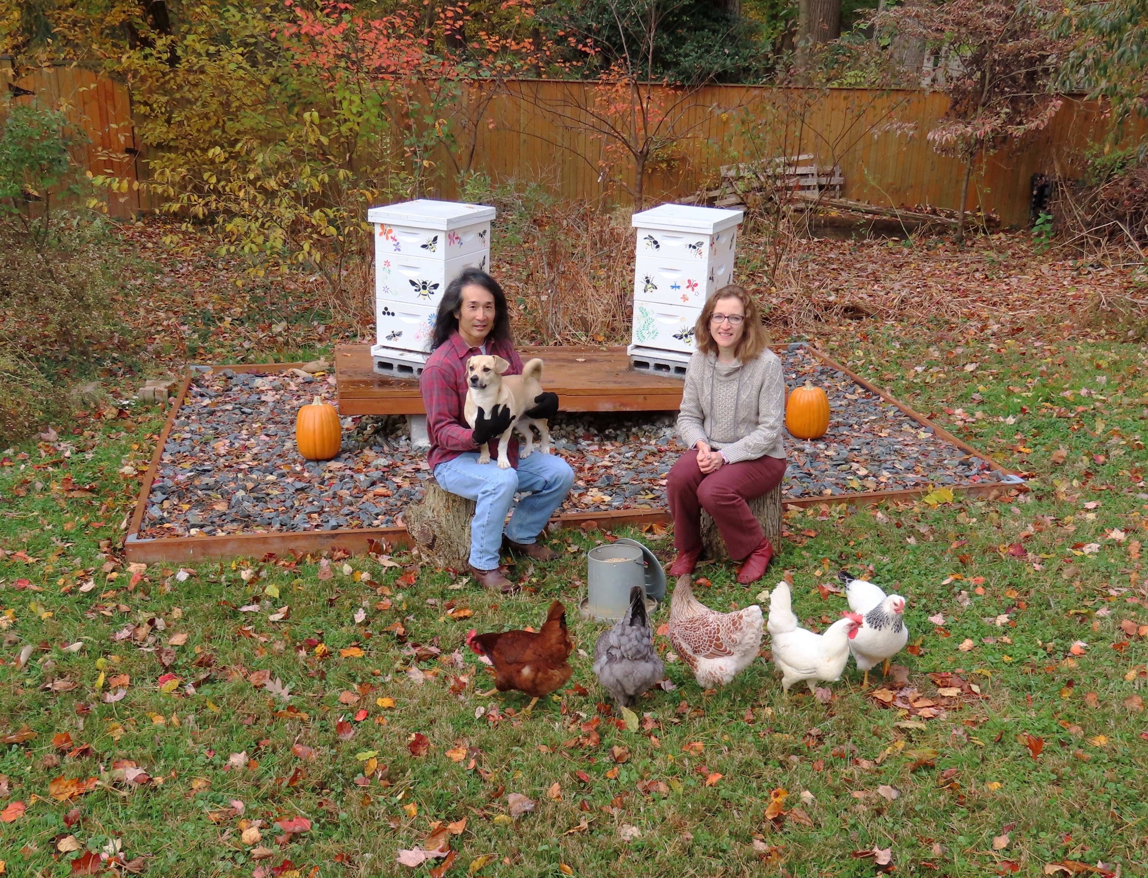 Chicken, cat, dog, bees, Norma, and me in the back yard