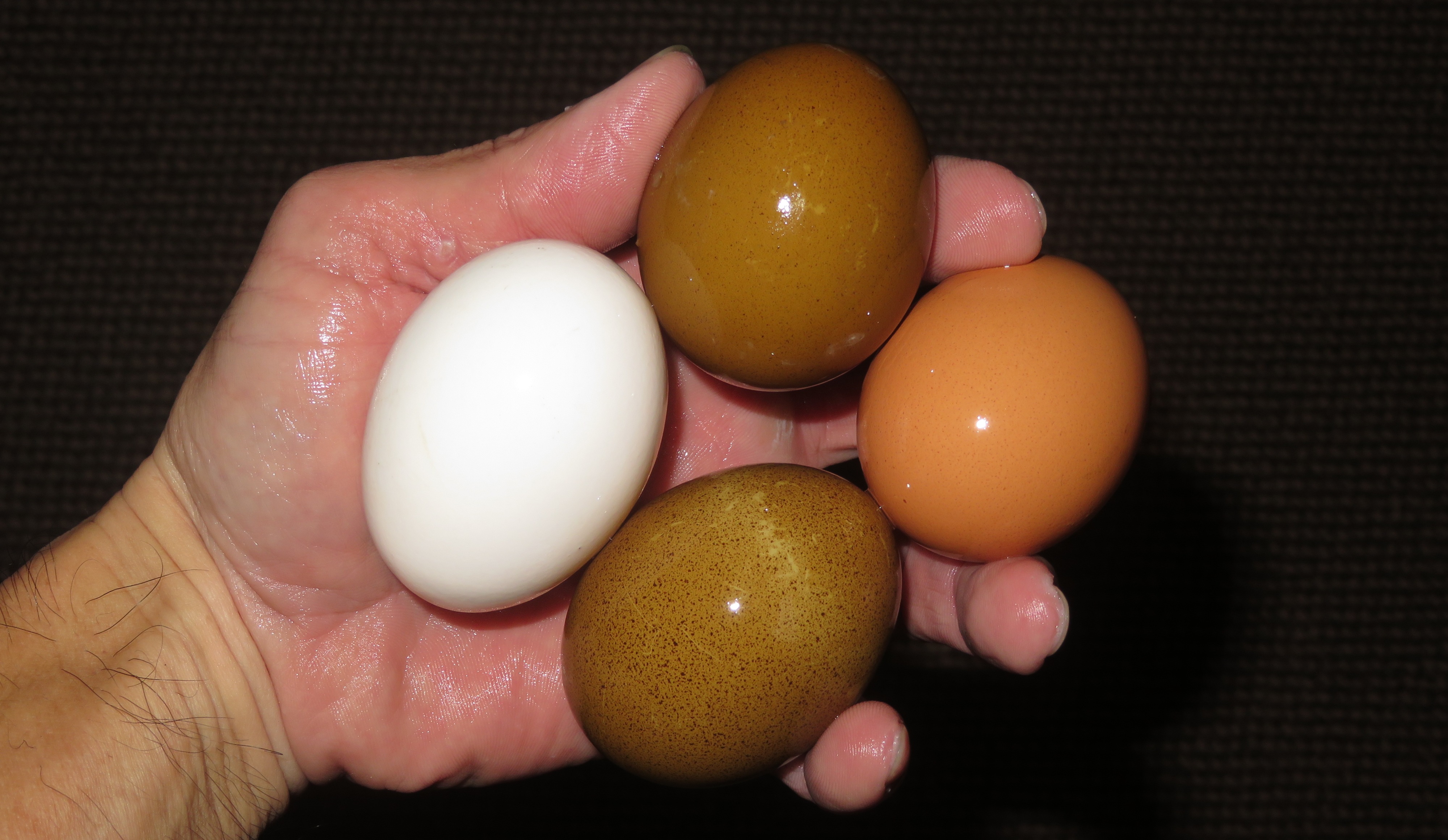 Fresh eggs from my chickens