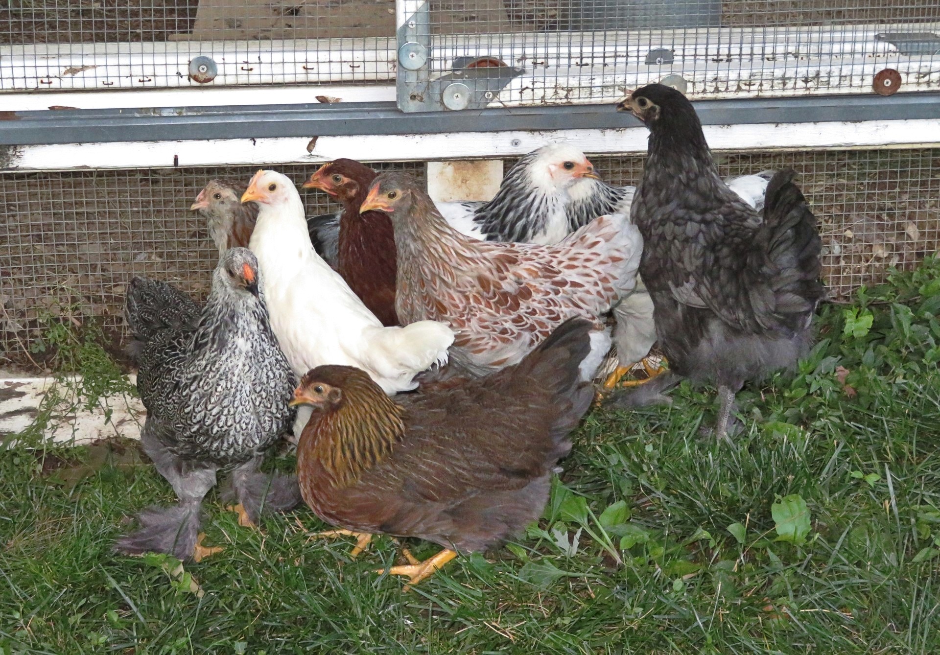 Third flock of chickens in run