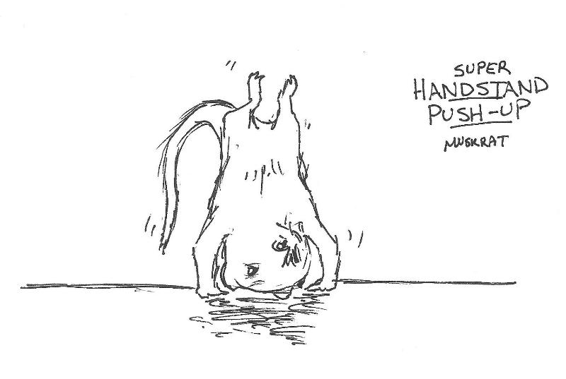 Handstand pushup muskrat