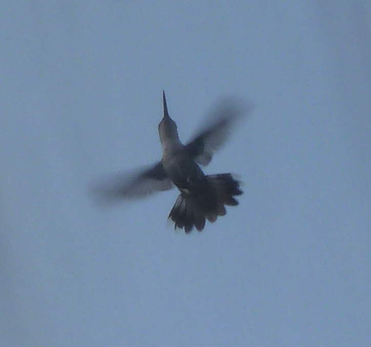 Hummingbird hovering in the water spray