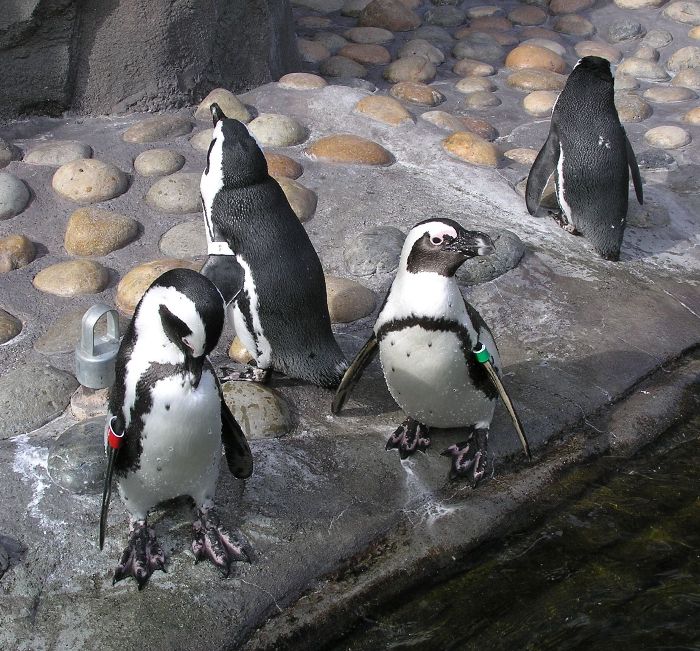 Four penguins standing on land