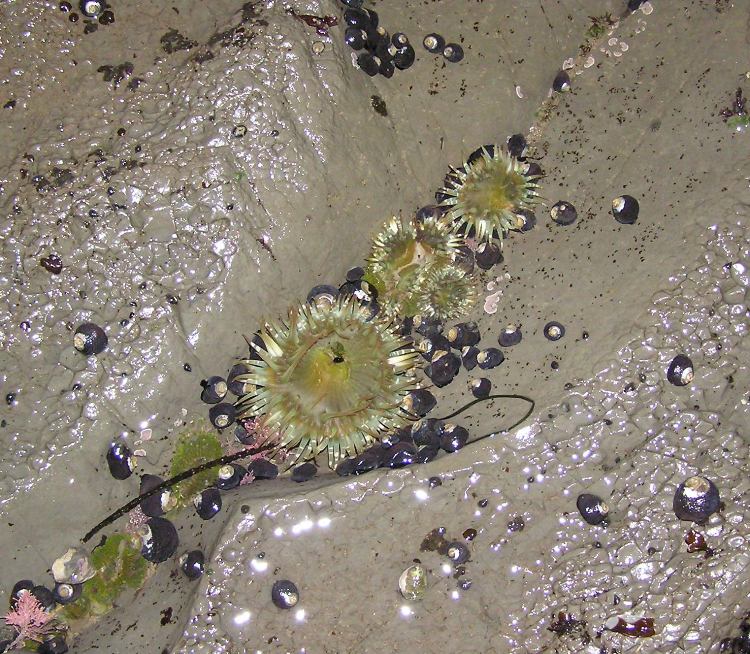 Anemones, golden around the edges