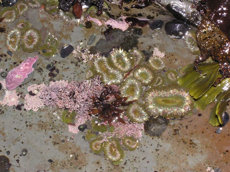 Partially closed anemones