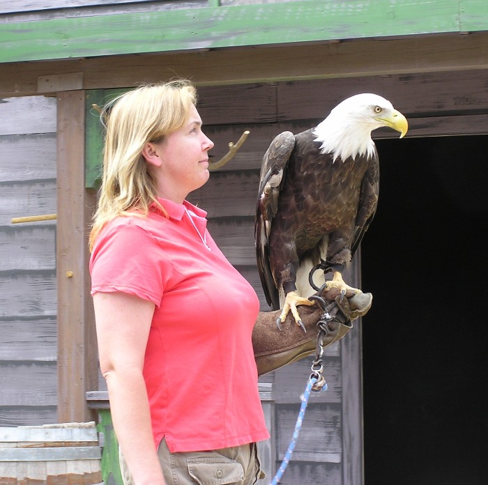 Woman with large bald eagle perched on her arm