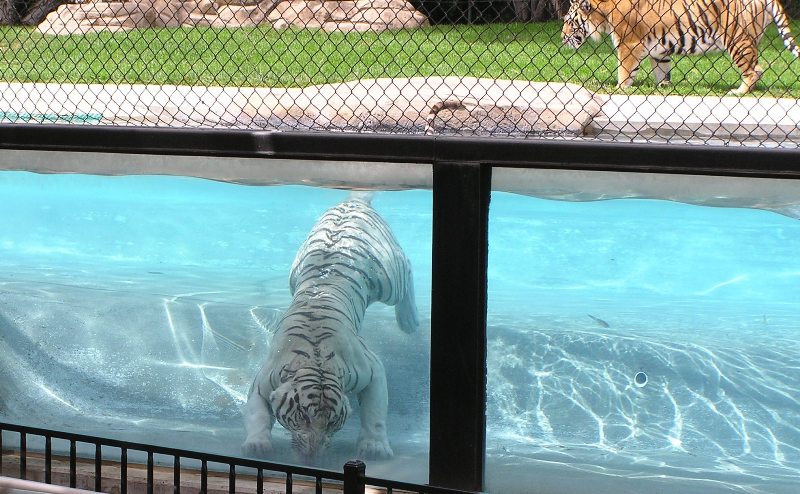 White Bengal tiger swimming at bottom of pool