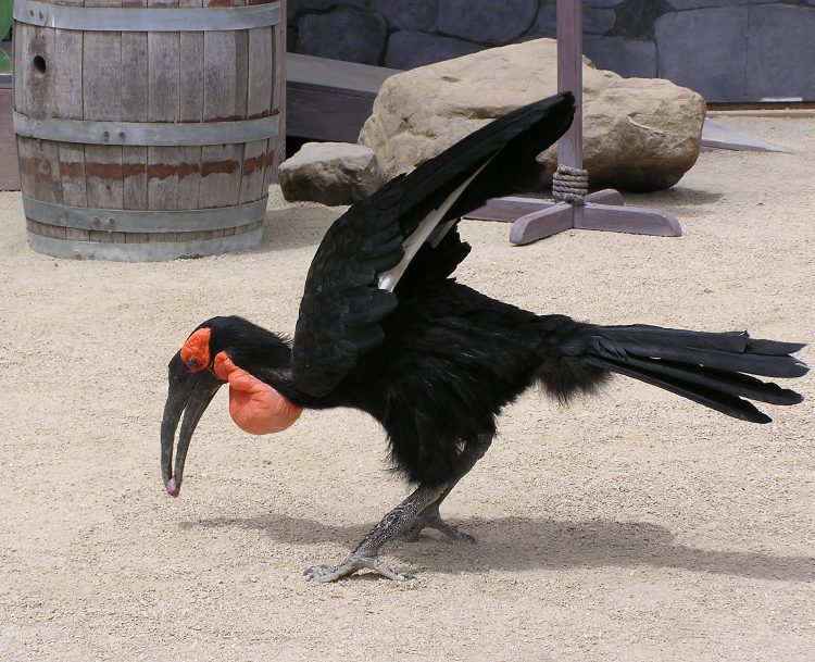 Large black bird with red on its face and neck picking something up with its beak